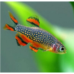 Microrasbora sp. galaxy - 2.5 - 3 cm XL