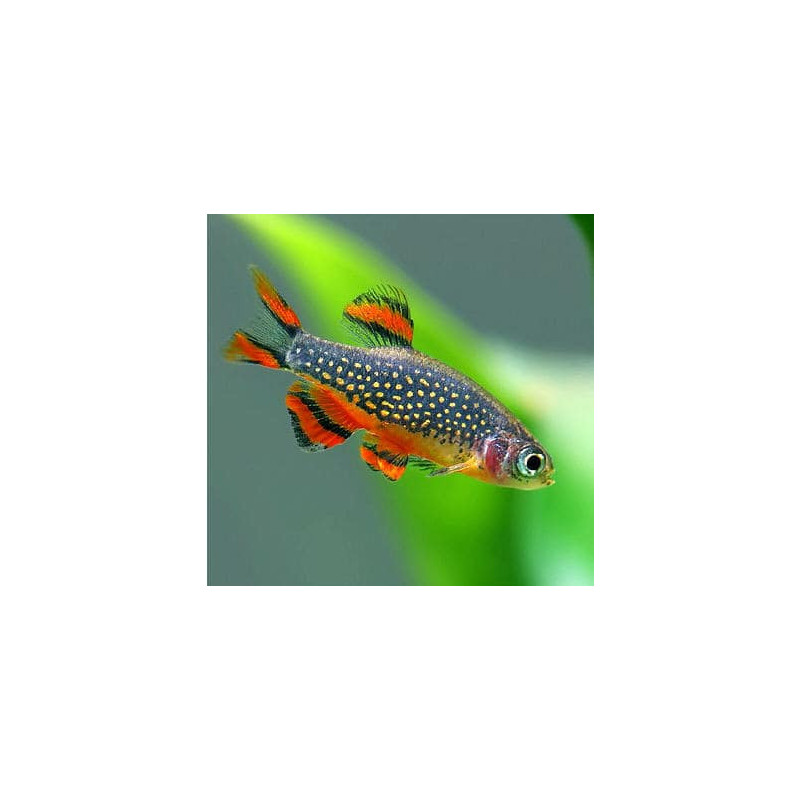 Microrasbora sp. galaxy - 2.5 - 3 cm XL