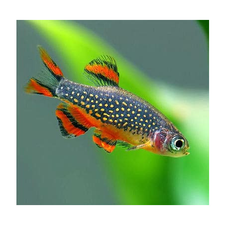 Microrasbora sp. galaxy - 2.5 - 3 cm XL