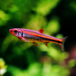 Notropis chrosomus - 3 - 3.5 cm