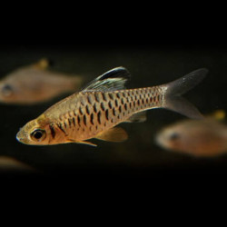 Oreichthys cosuatis - 3 - 4 cm
