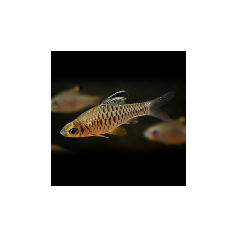 Oreichthys cosuatis - 3 - 4 cm