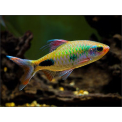 Puntius assimillis - 7.5 - 9.5 cm
