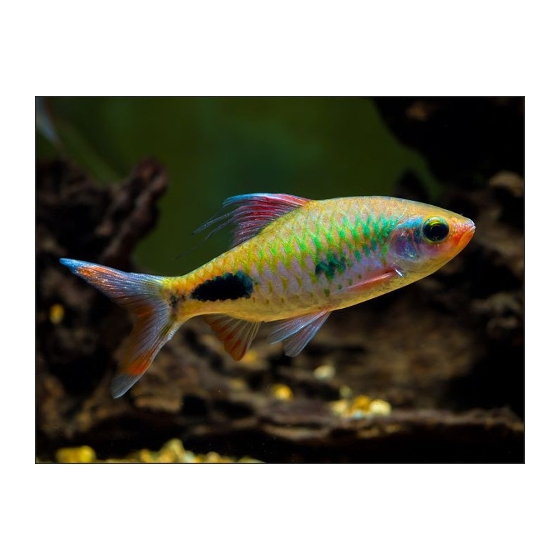 Puntius assimillis - 7.5 - 9.5 cm