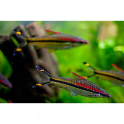 Puntius denisoni wildcatch - 4 - 5 cm