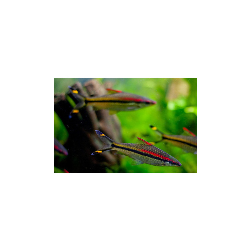 Puntius denisoni wildcatch - 4 - 5 cm