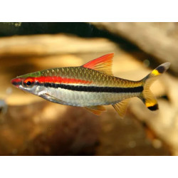 Puntius denisonii - 3 - 4 cm