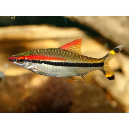 Puntius denisonii - 3 - 4 cm