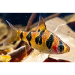 Puntius rhomboocellatus - 3 - 3.5 cm