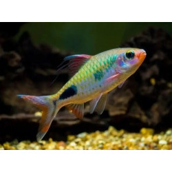 Puntius rohani - 9 - 12 cm