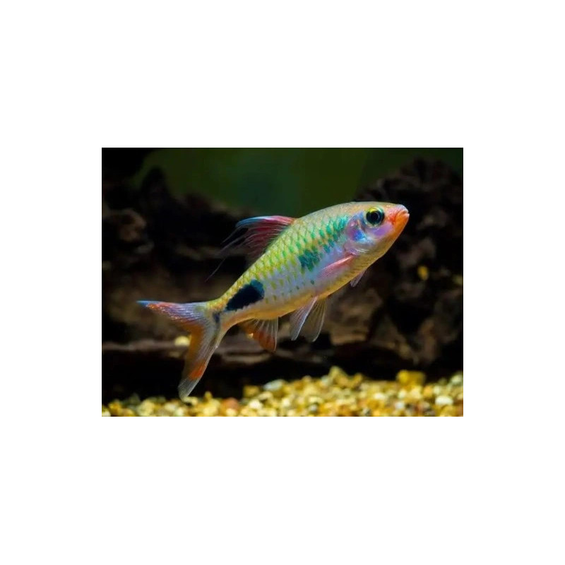 Puntius rohani - 9 - 12 cm
