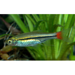 Rasbora borapetensis - min.  2.5 cm