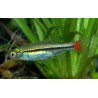 Rasbora borapetensis - min.  2.5 cm