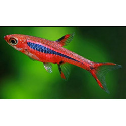 Rasbora brigittae - 1 - 1.5 cm
