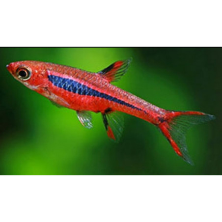 Rasbora brigittae - 1 - 1.5 cm