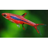 Rasbora brigittae - 1 - 1.5 cm