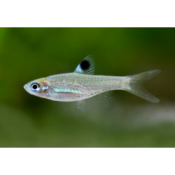 Rasbora dorsiocellata - 1 - 1.5 cm