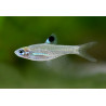 Rasbora dorsiocellata - 1 - 1.5 cm