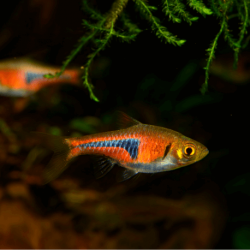 Rasbora espei - 1.5 - 2 cm