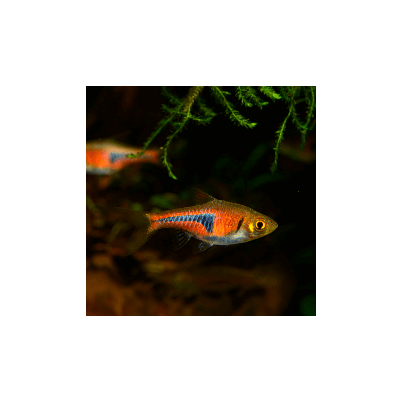 Rasbora espei - 1.5 - 2 cm