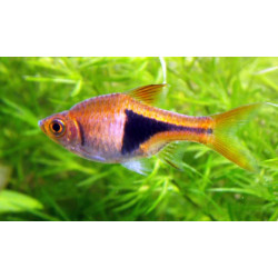 Rasbora heteromorpha - 2.5 - 3 cm