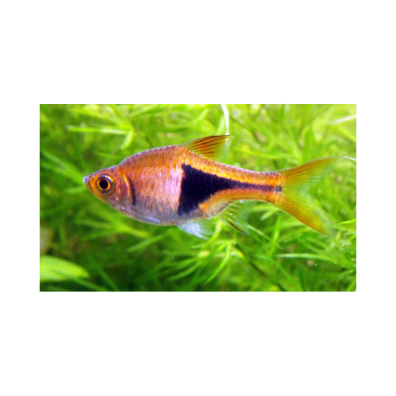 Rasbora heteromorpha - 2.5 - 3 cm