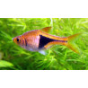 Rasbora heteromorpha - 2.5 - 3 cm