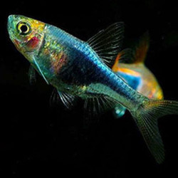 Rasbora heteromorpha black - 2.5 cm