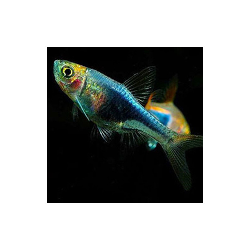 Rasbora heteromorpha black - 2.5 cm