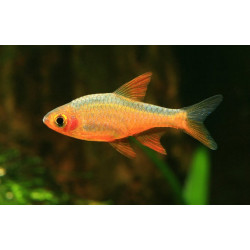 Rasbora heteromorpha gold - 2.5 cm