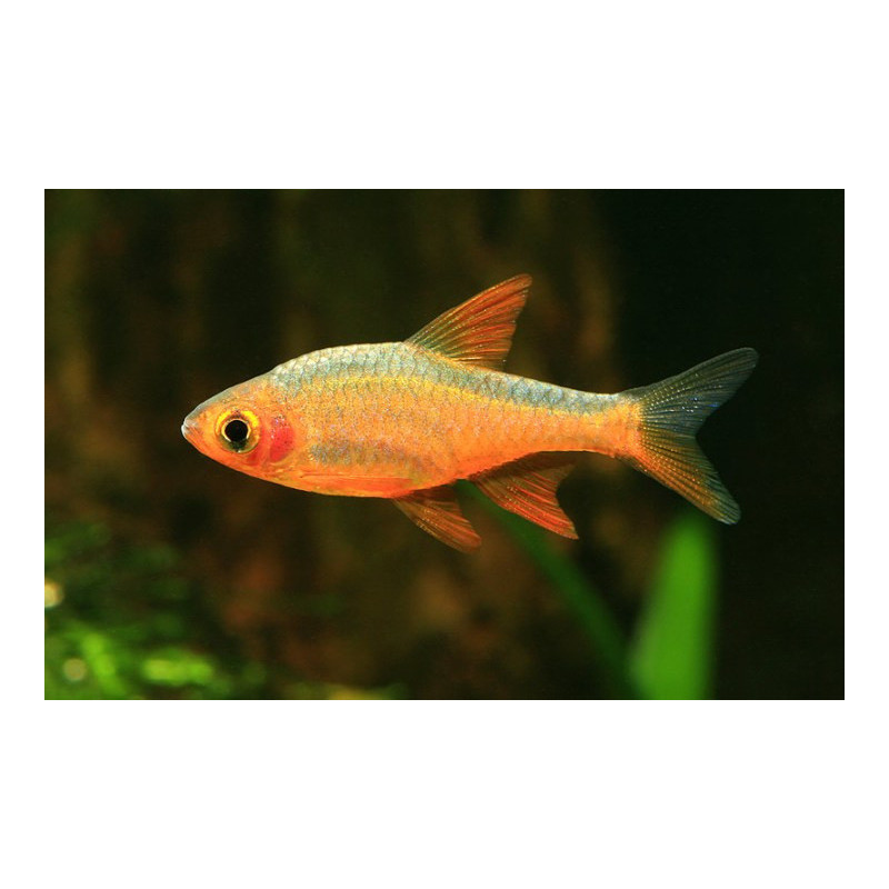 Rasbora heteromorpha gold - 2.5 cm