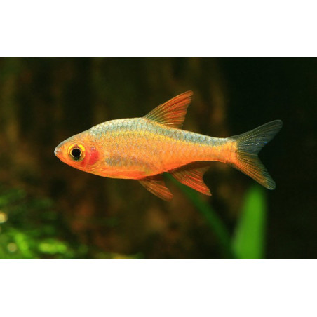 Rasbora heteromorpha gold - 2.5 cm