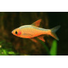 Rasbora heteromorpha gold - 2.5 cm