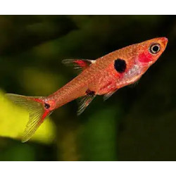 Rasbora maculata - 1 - 2 cm