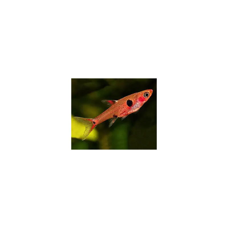 Rasbora maculata - 1 - 2 cm