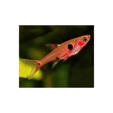 Rasbora maculata - 1 - 2 cm