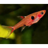 Rasbora maculata - 1 - 2 cm