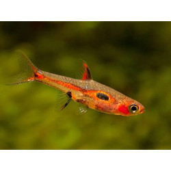 Rasbora merah - 1.5 - 2 cm