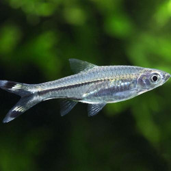 Rasbora trilineata - 2.5 - 3.5 cm