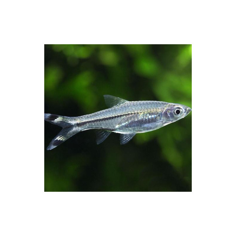 Rasbora trilineata - 2.5 - 3.5 cm