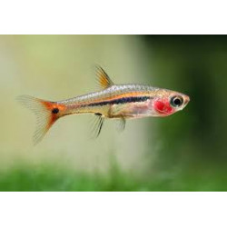 Rasbora urophthalmoides - 1 cm