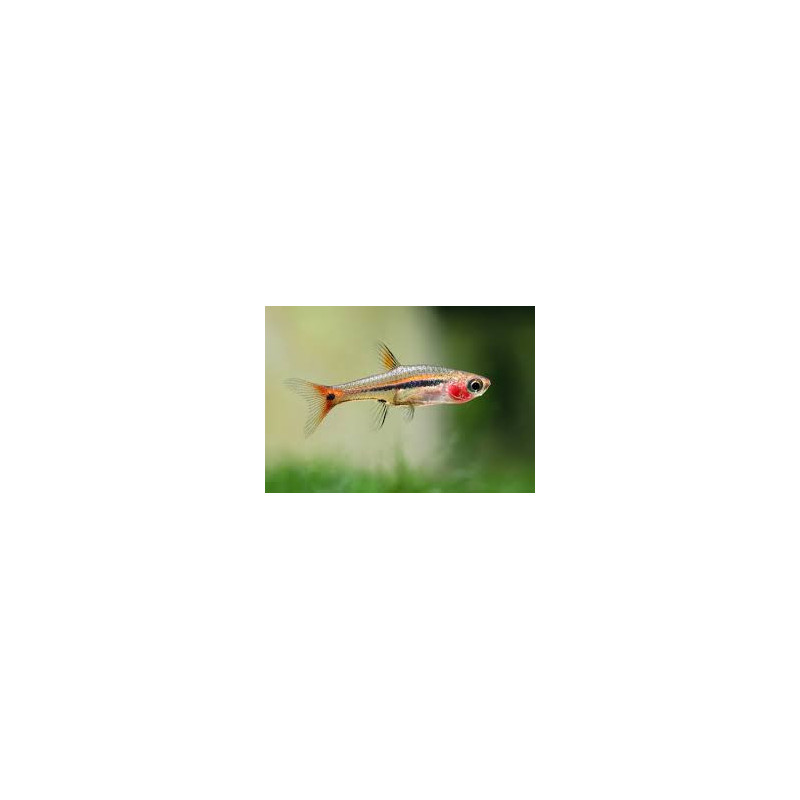 Rasbora urophthalmoides - 1 cm