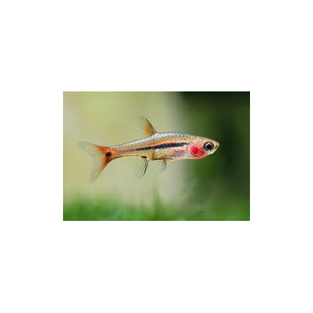 Rasbora urophthalmoides - 1 cm