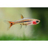 Rasbora urophthalmoides - 1 cm