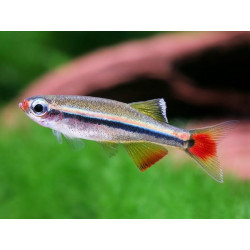 Tanichthys albonubes - 2.5 - 3 cm