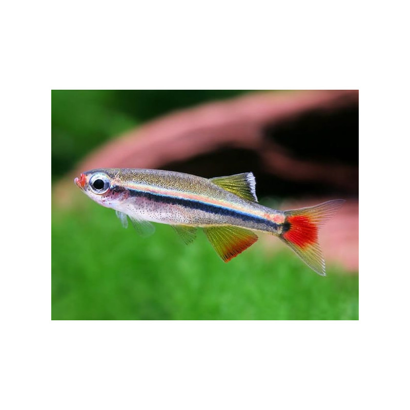 Tanichthys albonubes - 2.5 - 3 cm