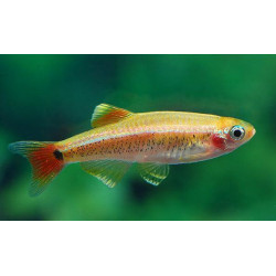 Tanichthys albonubes gold - 2.5 cm