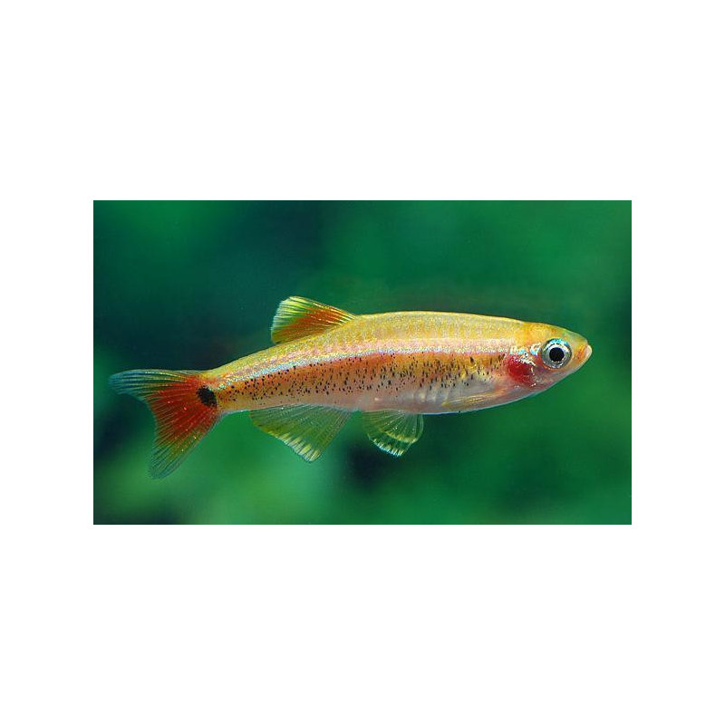 Tanichthys albonubes gold - 2.5 cm