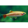Tanichthys albonubes gold - 2.5 cm
