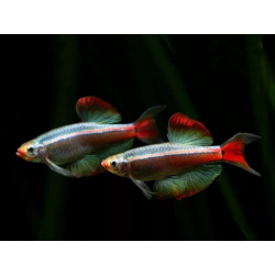 Tanichthys albonubes long fin - min. 3 cm